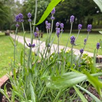 Friends of Hartwood Paupers Cemetery (@fohpc) 's Twitter Profile