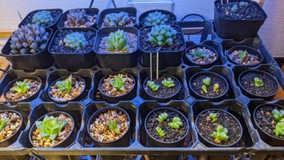 １年前友人から塊根植物やハオルチアを紹介してもらい知らぬにドップリとハマっしまいました(笑)
右も左も解らんですが前だけ向いて走って行こうと思います＼(^o^)／