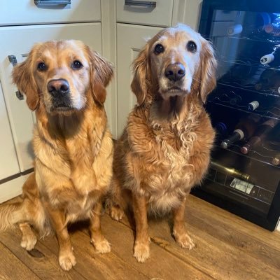 I’m cheeky Edds, working stock golden retriever girl, just been joined by Bonnie we live at home with mum @patsybum #GirlGang Big sis 👑 Patsy OTRB 31/12/20 💔