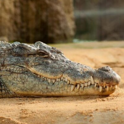 crocotros Profile Picture