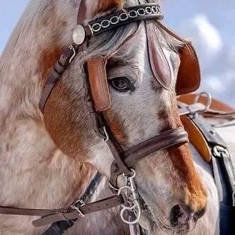 FouadGalal16's profile picture. 🤩🤩🤩🤩