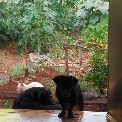 Sustainable agriculture
Home garden
Animals
Flowers
Water
Nature
Entrepreneurship
Metaverse
Help Fritz spread organic knowledge around the world.