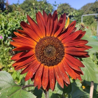 Cabbagepatch156's profile picture. Team Leader at Yorkshire Ambulance service with an interest in End of Life care.