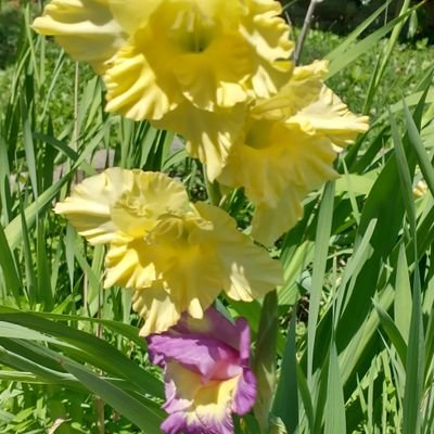 yernottheboss's profile picture. What are you looking at? I'm a vaxxed liberal. If you don't like it, just move on. Also, I like weed and the Red Sox.
NO DMs!!!