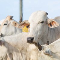 Village Farms CE (@villagefarmsce) 's Twitter Profile
