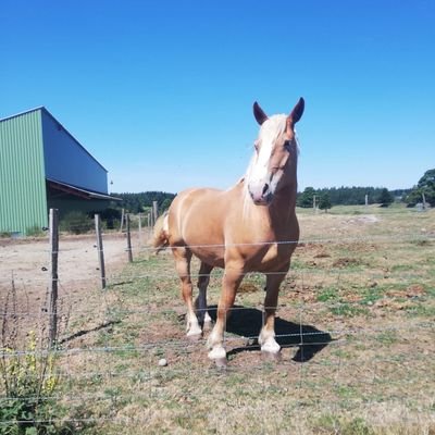 Rastapoli's profile picture. 