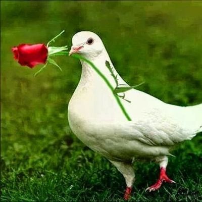 gulje5's profile picture. 