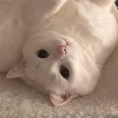 KociaPasja's profile picture. Koty i wszystko o opiece nad nimi.