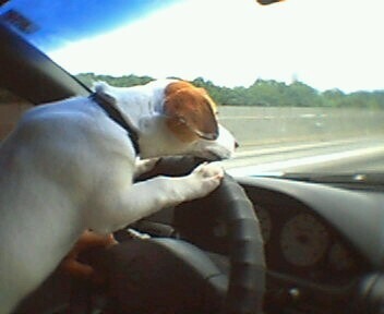 BoozersBitch's profile picture. Pure Jack - Grandma tells people I'm Jack Daniels. I like Writing Comedy, Tearing up stuff and chasing squirrels.  Follow me now for a special message to you..