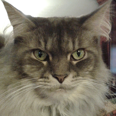 Female Maine Coon: Resist, Resistance