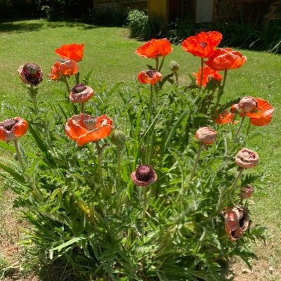 Amapolaasur's profile picture. Flores y Mar