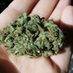 canna bliss (@cannaking69) Twitter profile photo canna bliss (@cannaking69) Twitter profile photo
