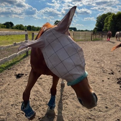 She/they. Artist. Equestrian. Hopeless Dreamer. 32