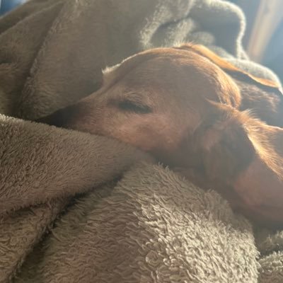 CarsonPlayz147's profile picture. https://t.co/NoPQyeNgZG