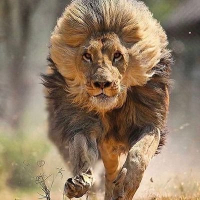 Apostolosrojo's profile picture. 