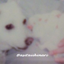 あの頃まだ若き田舎育ちが憧れの都会で出会った相手は地方出身。結果、再びの田舎暮らしも既に○○年が経ち…
アイコンは初代愛犬とパピーたち。
情報収集 /やり直し英語/写真/お茶巡り