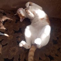 Mustafa Ay (@mstfay35) Twitter profile photo