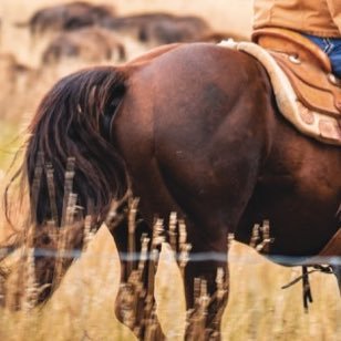 I owe my shiny coat to $4,288,571 in federal farm subsidies to Racota Valley Ranch. My Hobbies: Diva Transport, Crowd Control, and Louis Vuitton saddles