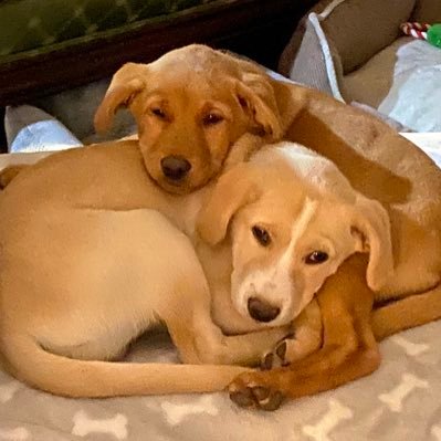 Max - 🐶💙 🐾 Chester - 🐶💙 🐾 Lab puppies - Yellow lab - Copper lab - Brothers - DOB: 10/10/2021