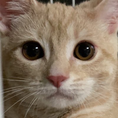 足長マンチカンの女の子🐈 🩷🎂2022年2月11日🏠2022年7月2日🐾 無言フォロー失礼します🥺 お金くばります的な迷惑アカウントはブロック・通報します😾🚔