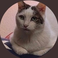 スロ屋を探すBBA猫@東海 (@bbaneko_tokai) 's Twitter Profile