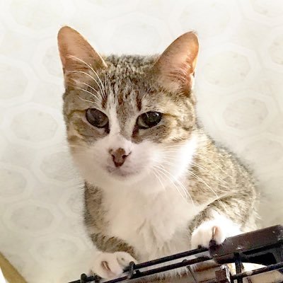 HWxOe08Wty7Pdn8's profile picture. キジトラ雄2匹います。無言フォロー失礼いたします。よろしくお願いします。