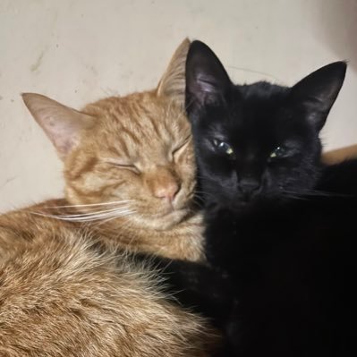猫6匹と共に生活中。🐈‍⬛🐈毎日賑やか。ご長寿23歳ばーちゃん猫、まだまだお元気😄 世界中の猫ちゃんに幸あれ💕Twitter初心者。。。😂