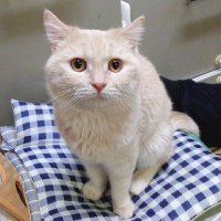 ねねすけ (@nenesuke0802) 's Twitter Profile