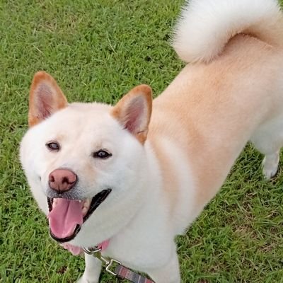 いつも全力  抜け毛も全力
色々と全力の７歳🐶
なんとなくしろっぽい柴犬