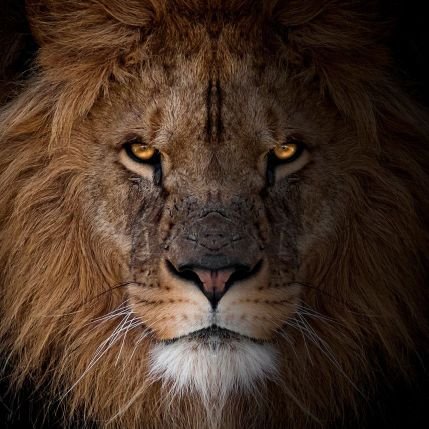 razuznavacot's profile picture. Од северџан чоек не бидуат!