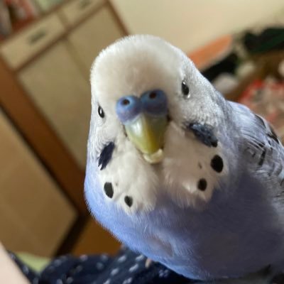 2022.7.15金曜朝、息子が誤ってセキセイインコふーちゃん(クチバシ上下被さり逆受け口)を乗せて外へ出てしまい探しています。Twitterも迷子探しのために開設しました。 保護したインコ(2023.8.19)の飼い主さん探してます。名前を変えました。