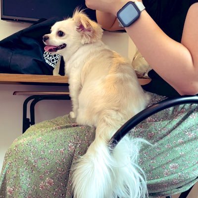 comcomcomg's profile picture. ぼくは犬のこむぎです。おにくとドライブと女の子がすきです。むごんフォローしつれいします