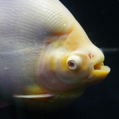 mooaqua1's profile picture. 大型熱帯魚・金魚東錦・マルチーズと暮らし、熱帯系植物・DIYを楽しんでいます。