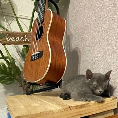 😻元Korat Cat breed(Cattery Marion)の日常 😻コラットのモモ&保護猫のトラとウクレレ&投資の勉強中!ウクレレ奏者鈴木智貴くん応援🥳#まにまにーず🥳TUBE応援🥳#TUBERiders 無言フォローは大歓迎(^○^)無言フォローしたらゴメンなさいm(_ _)m