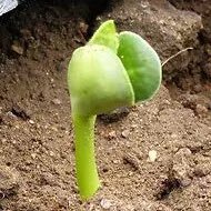 beans_renove's profile picture. 大阪枚方市で「中古×リノベ専門店 beans ビーンズ」を運営｜広報、採用もゼロから勉強中｜beansはこんなお店⇒枚方初の中古住宅×リノベーション専門店｜価格を見える化した定額制｜仕様決めに困らないセミオーダー型リノベ｜店内にBeforeAfterを体感できるモデルルーム併設【暮らしを、えらぼう。】