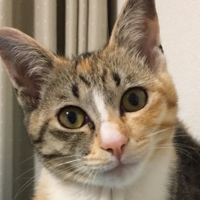 Raw15008413's profile picture. 動物愛護 動物解放 動物虐待許さない 動物殺処分反対 主に動物を解放を願う垢になります 目を背けたくなる様な画を❤️する時がありますが無視できない現実です 無言フォロー失礼します 意味不のDMスルーブロックします