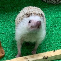 🦔益田航🦔(@eureca_blood) 's Twitter Profile Photo