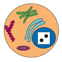 CellBiologyGames (@cellbiogames) 's Twitter Profile