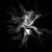 twitter profile avatar