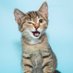 Cats Lover/Dog Lover/Pets (@asherplum) Twitter profile photo Cats Lover/Dog Lover/Pets (@asherplum) Twitter profile photo