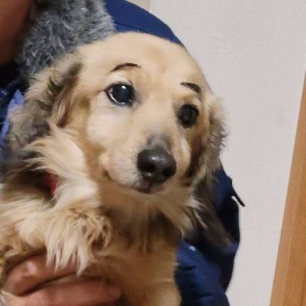 kotetujyanaiyo's profile picture. 趣味アカです😃
ラーメン🍜アニメ😊ゲーム🎮フィギュア😍ミリタリー🪖心霊👻かわいい系♥️イラスト🎨動物😺を、勝手にいいね♥️
リツイ🔁フォローします👍。お許しを、、、。
時々、DMで、かまってやると喜びます。
変アカは、❌で、よろしくです。#ラーメン#アニメ#フィギュア#心霊#イラスト#動物