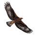 Eagle Class (@WHPEagles) Twitter profile photo