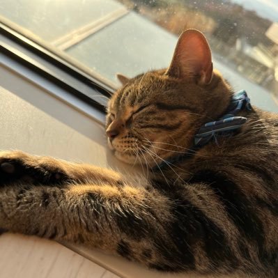 Gourmandtanuki's profile picture. ポケモンカード