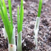 Urban Farming in ROC (@zeroacre) 's Twitter Profile