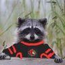 CursedSens's profile picture. I have a Raccoon wearing a sens jersey for a profile picture, why are you arguing with me?

All posts are my own opinion.