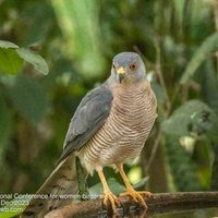 International Conference for Women Birders(@WomenBirders) 's Twitter Profileg