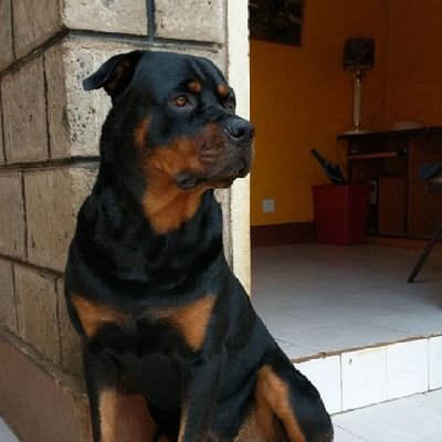 Timeloopvisualz's profile picture. Live love laugh
Photographer, Videographer, Designer and Programmer......