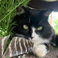 Vito Catleone AKA “The Cat Father” (@vitocatleon) 's Twitter Profile Photo Vito Catleone AKA “The Cat Father” (@vitocatleon) 's Twitter Profile Photo