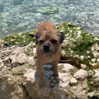 Dex the BT (@borderdex) 's Twitter Profile