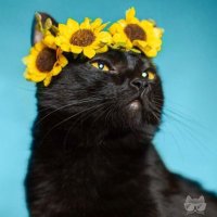 Gracie (@dash_cloudy) 's Twitter Profile